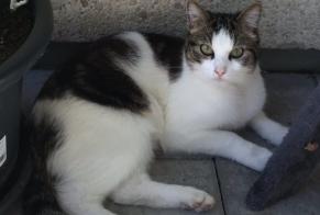 Vermisstmeldung Katze rassenmischung Männliche , 5 jahre La Grande-Béroche Schweiz