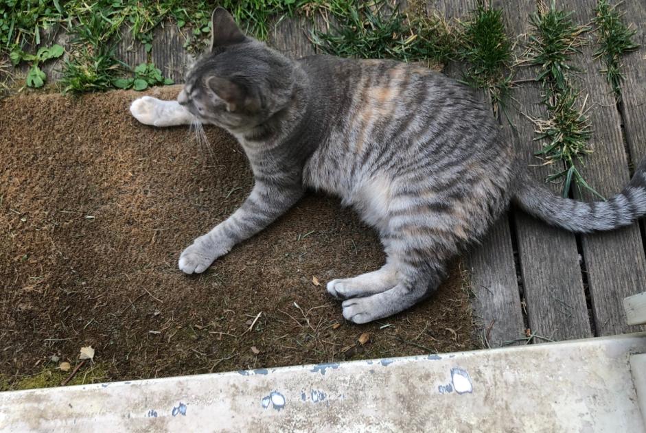 Vermisstmeldung Katze  Weiblich , 3 jahre Sevran Frankreich