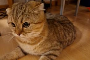 Fundmeldung Katze Weiblich Frankfurt am Main Deutschland