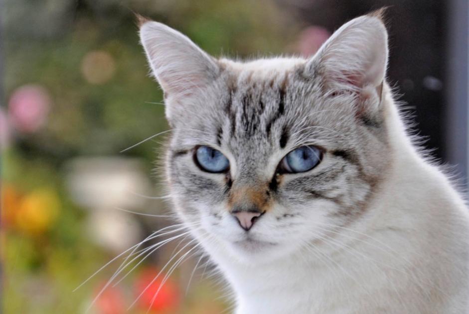 Vermisstmeldung Katze  Weiblich , 3 jahre Tremblay-les-Villages Frankreich