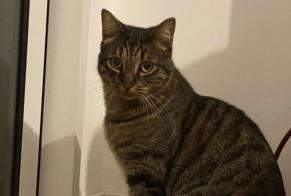 Vermisstmeldung Katze  Männliche , 3 jahre Laillé Frankreich
