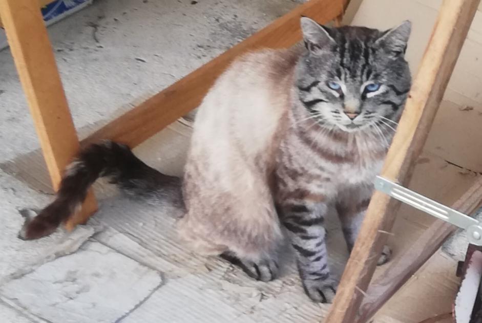 Vermisstmeldung Katze  Männliche , 4 jahre Lanvollon Frankreich