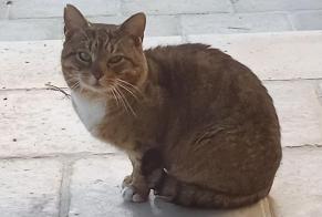 Fundmeldung Katze Unbekannt Saint-Yrieix-sur-Charente Frankreich
