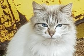 Fundmeldung Katze Unbekannt Azay-le-Brûlé Frankreich