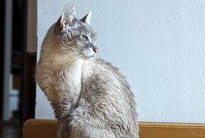 Vermisstmeldung Katze rassenmischung Weiblich , 13 jahre Vendenheim Frankreich