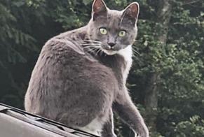 Vermisstmeldung Katze rassenmischung Weiblich , 5 jahre Hanviller Frankreich