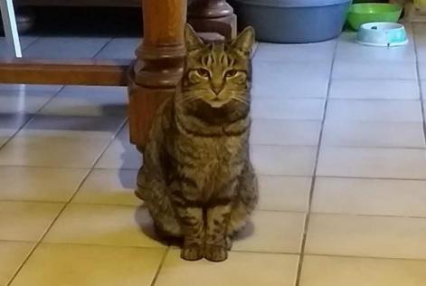 Vermisstmeldung Katze Weiblich , 6 jahre Montpellier Frankreich