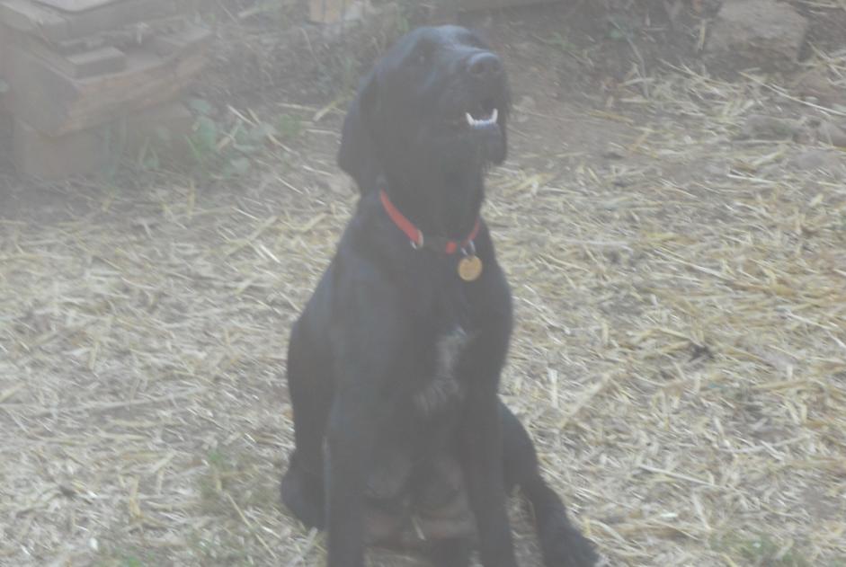 Vermisstmeldung Hund  Weiblich , 5 jahre Saint-Maudan Frankreich