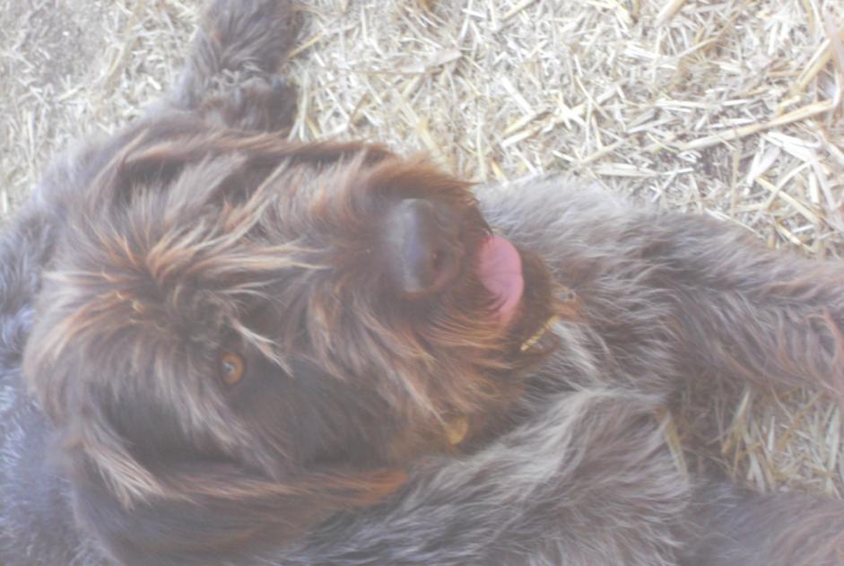 Vermisstmeldung Hund  Männliche , 5 jahre Saint-Maudan Frankreich