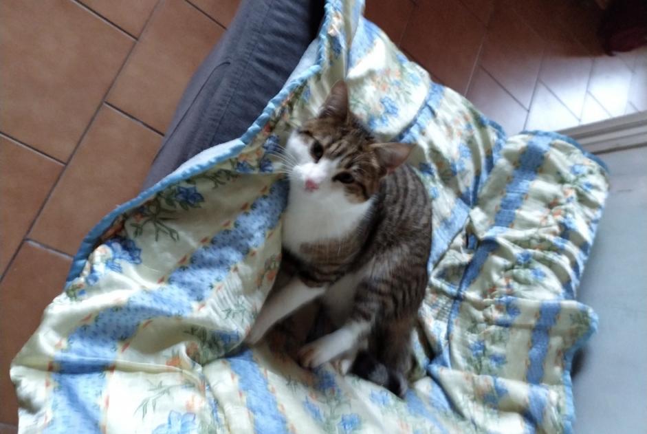 Vermisstmeldung Katze Männliche , 1 jahre Chasseneuil-du-Poitou Frankreich