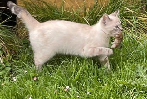 Vermisstmeldung Katze rassenmischung Weiblich , 1 jahre Gollion Schweiz