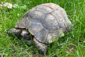 Fundmeldung Schildkröte Unbekannt Blonay - Saint-Légier Schweiz