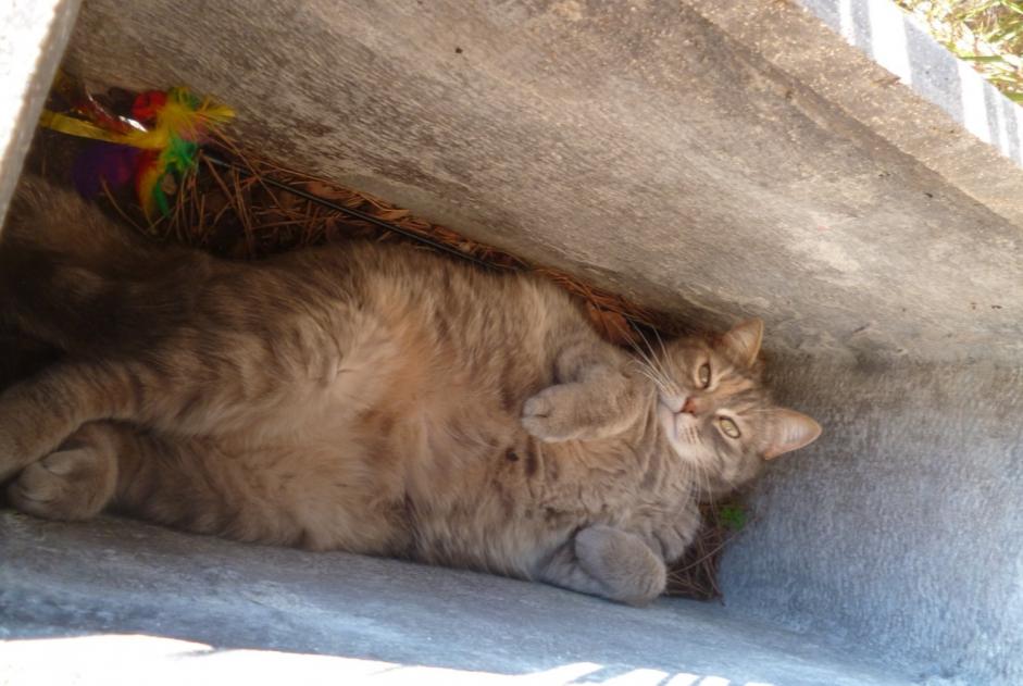 Vermisstmeldung Katze  Weiblich , 11 jahre Vallérargues Frankreich