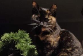 Vermisstmeldung Katze rassenmischung Weiblich , 2 jahre Nœux-les-Mines Frankreich