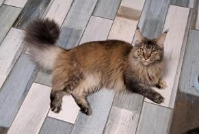 Vermisstmeldung Katze  Weiblich , 1 jahre Estillac Frankreich
