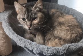 Fundmeldung Katze Weiblich Ebersheim Frankreich