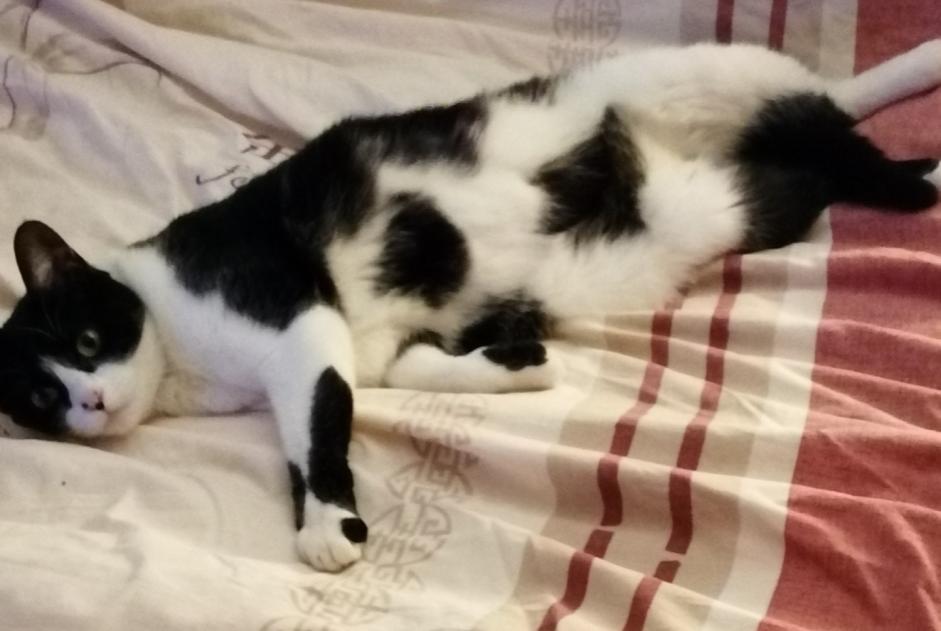 Vermisstmeldung Katze Weiblich , 5 jahre Merri Frankreich