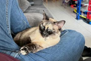 Vermisstmeldung Katze  Weiblich , 10 jahre Braine-l'Alleud Belgien