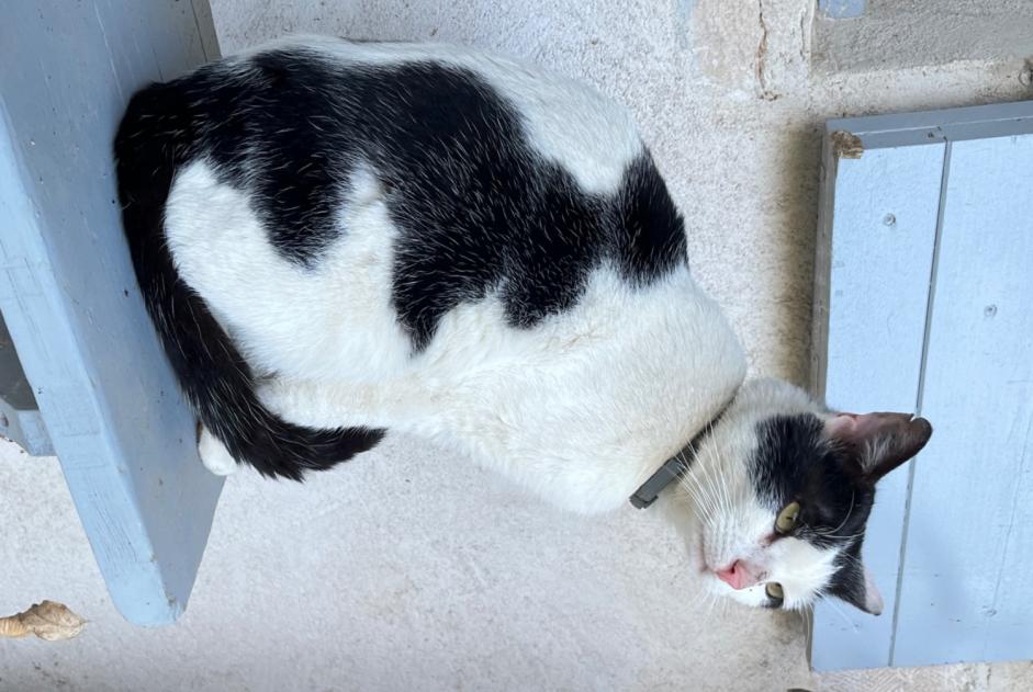 Fundmeldung Katze Unbekannt , 3 Jahre Condeissiat Frankreich