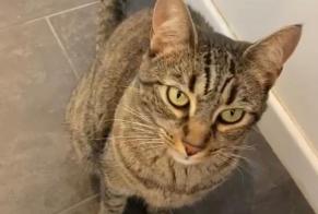 Vermisstmeldung Katze Weiblich , 4 jahre Draguignan Frankreich