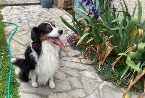 Fundmeldung Hund  Unbekannt Saint-Prest Frankreich