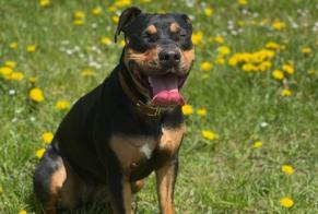 Vermisstmeldung Hund rassenmischung Weiblich , 1 jahre Rochefort Schweiz
