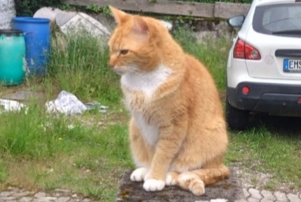 Vermisstmeldung Katze Männliche , 7 jahre Gemmerich Deutschland