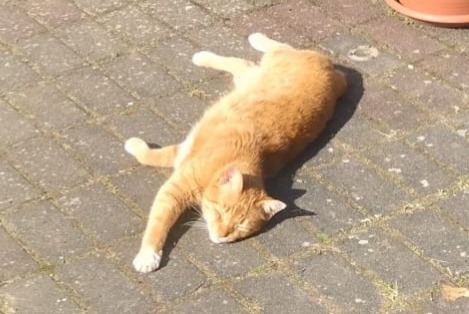 Vermisstmeldung Katze Männliche , 7 jahre Gemmerich Deutschland
