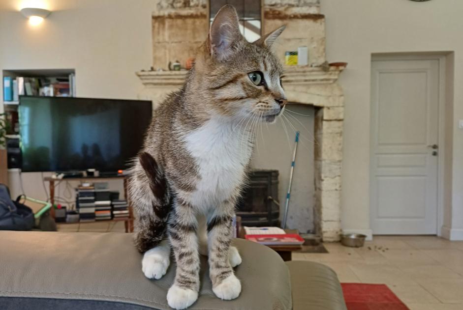 Fundmeldung Katze Männliche , Zwischen 9 und 12 Monaten Grand-Brassac Frankreich