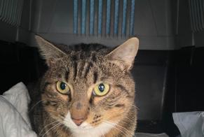 Vermisstmeldung Katze rassenmischung Männliche , 1 jahre Karlsdorf-Neuthard Deutschland