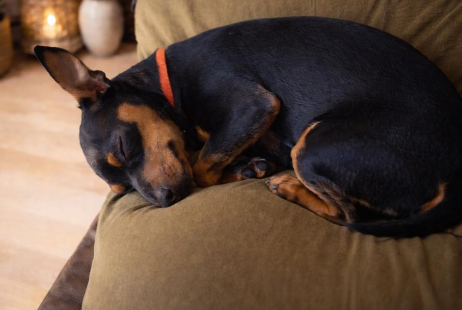 Hund Vermisst in Heidelberg (Baden-Württemberg, Deutschland)  - Verlust Pet Alert Meldung Nr. 366024