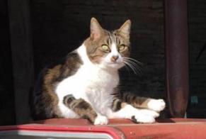 Disappearance alert Cat  Male , 11 years Ligny-le-Châtel France
