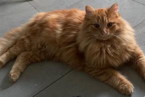 Disappearance alert Cat miscegenation Male , 5 years Saussan France