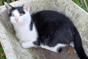 Disappearance alert Cat Female , 3 years Plan-les-Ouates Switzerland