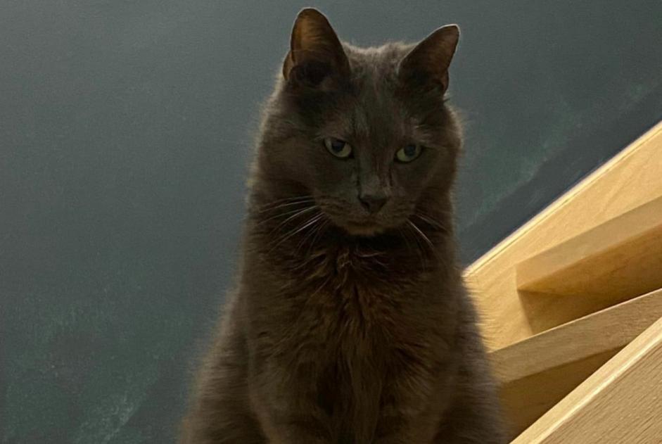 Disappearance alert Cat miscegenation Male , 11 years Quévy Belgium