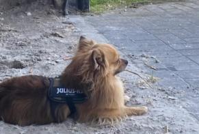 Disappearance alert Dog  Male , 5 years Oudsbergen Belgium