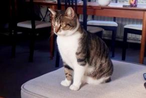 Disappearance alert Cat  Male , 8 years Montpellier France