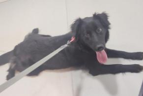 Discovery alert Dog miscegenation Female , 2 years Charleroi Belgium