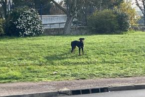 Discovery alert Dog  Unknown Auxerre France