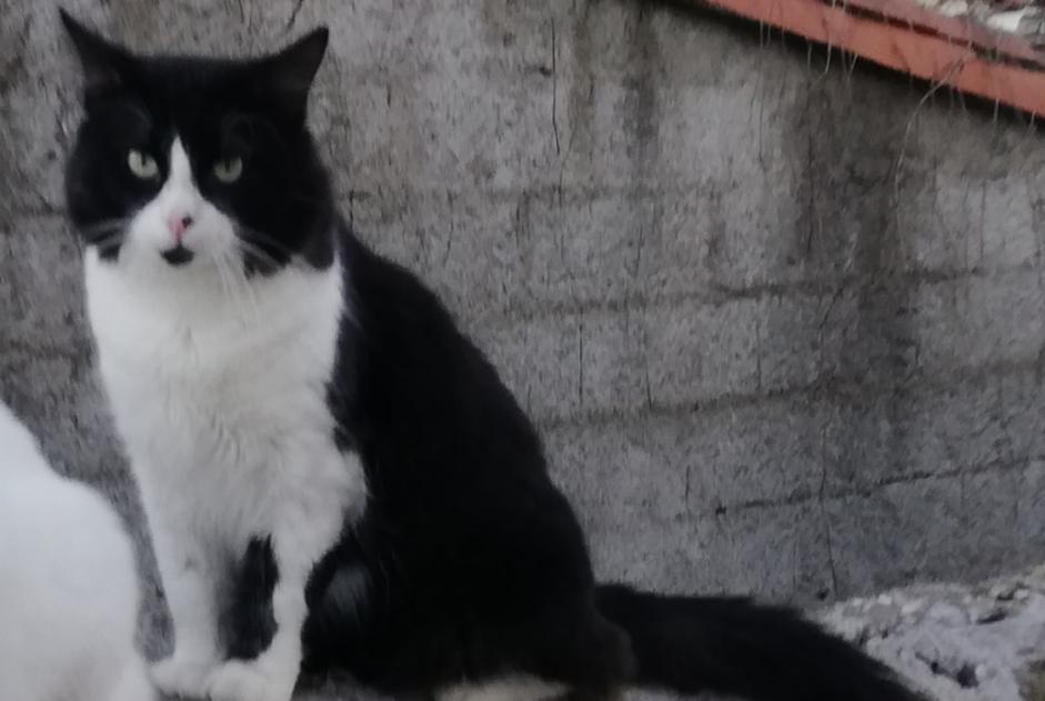 Disappearance alert Cat miscegenation Male , 4 years Lézan France