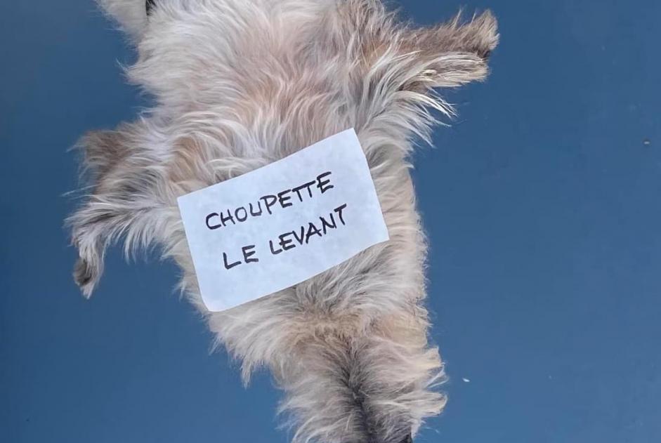 Disappearance alert Dog miscegenation Female , 13 years Hyères France