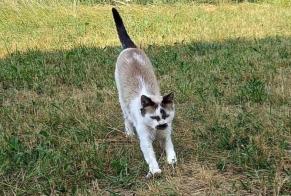Disappearance alert Cat miscegenation Female , 30 years Oullins-Pierre-Bénite France