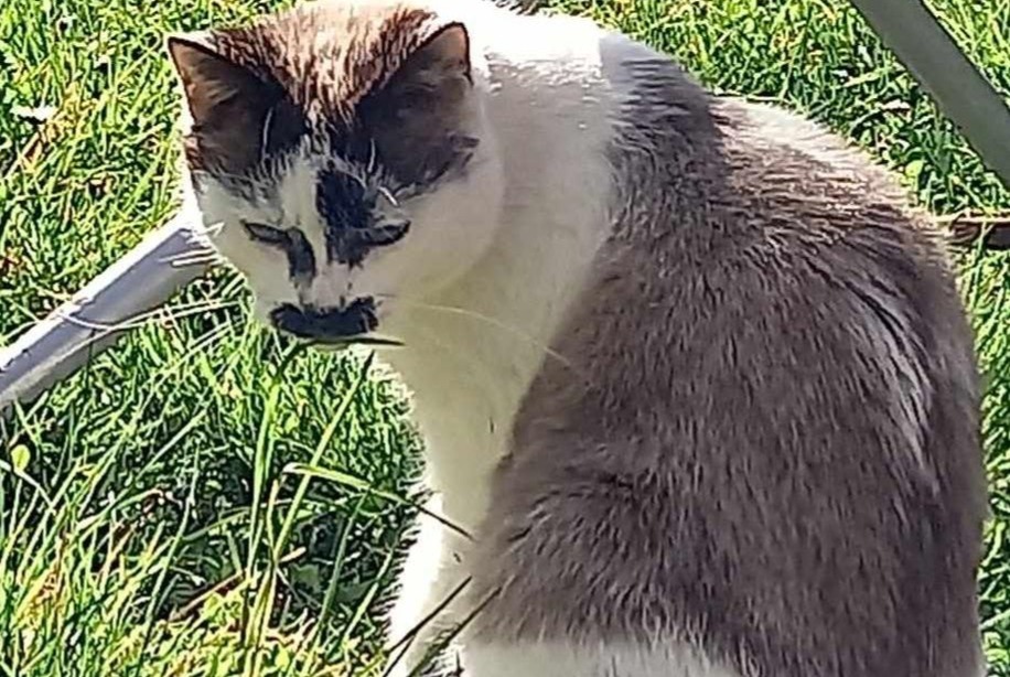 Disappearance alert Cat miscegenation Female , 30 years Oullins-Pierre-Bénite France