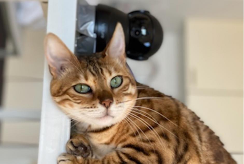 Disappearance alert Cat  Female , 9 years Denia Spain
