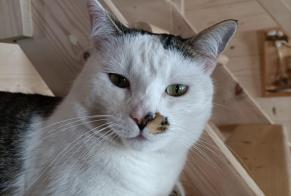 Disappearance alert Cat  Male , 5 years Pollionnay France
