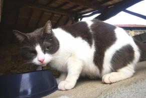 Discovery alert Cat miscegenation Unknown Saint-Seurin-sur-l'Isle France