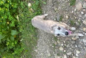 Discovery alert Dog Male Cailloux-sur-Fontaines France