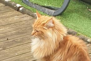 Disappearance alert Cat  Male , 4 years Pugey France