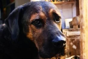 Disappearance alert Dog miscegenation Male , 8 years Bègles France