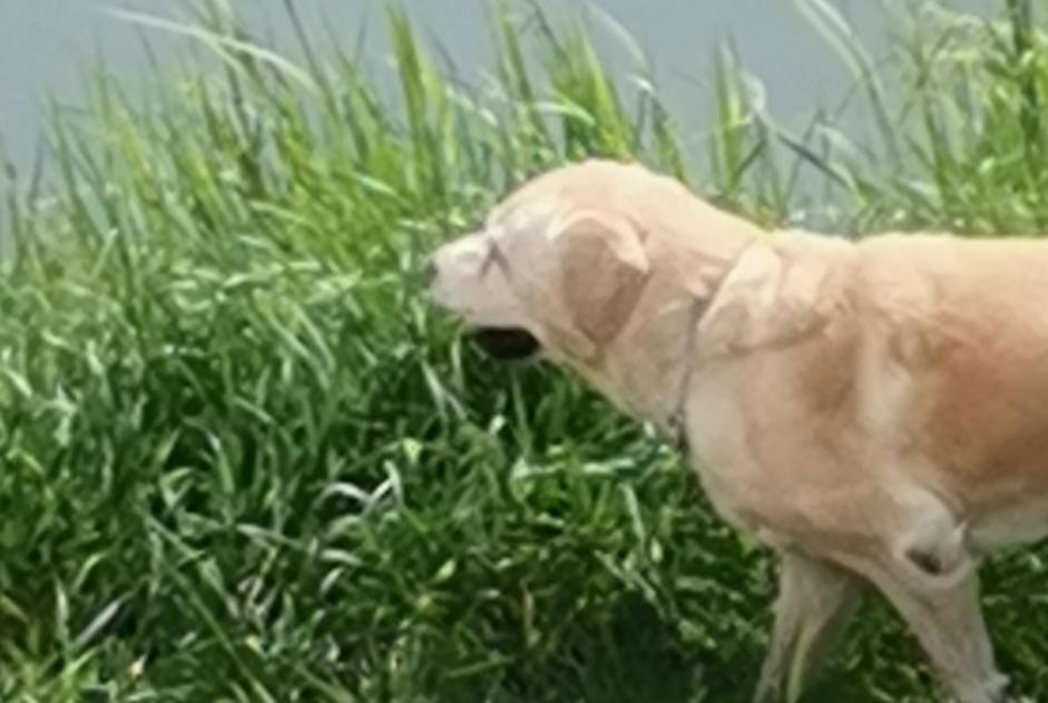 Discovery alert Dog  Male Fully Switzerland